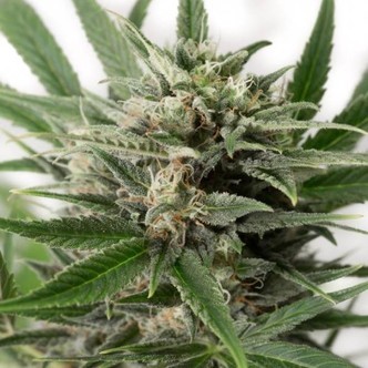 Blue Amnesia XXL Autoflowering (Dinafem) feminizada