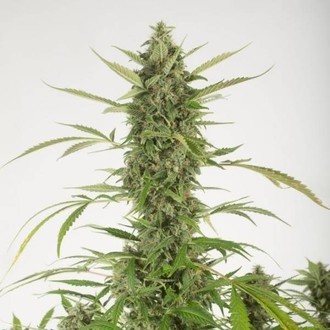 Bubba Kush Autoflowering (Dinafem) feminizada