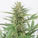 Cheese XXL Autoflowering (Dinafem) feminizada