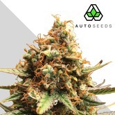 Auto Pounder with Cheese (Auto Seeds) feminizada