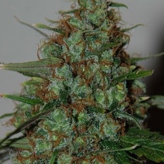 Wild Thailand Ryder Auto (World of Seeds) feminizada