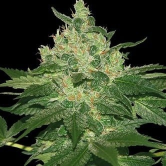 Afghan Kush (World of Seeds) feminizada