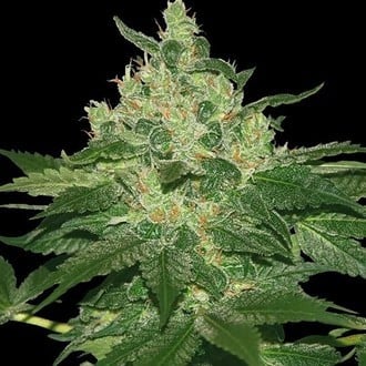 Afghan Kush (World of Seeds) feminizada