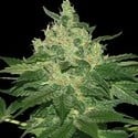 Afghan Kush (World of Seeds) feminizada