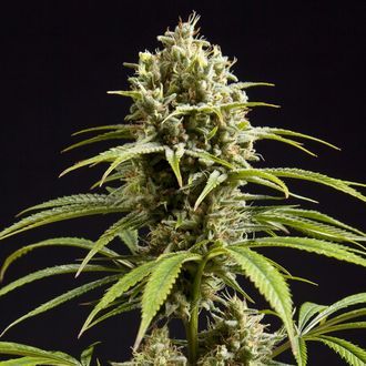 Fruity Jack (Philosopher Seeds) feminizada