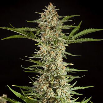 Fraggle Skunk Auto (Philosopher Seeds) feminizada