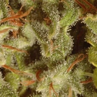 Collection Pack Sativa Champions (Paradise Seeds)