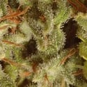 Collection Pack Sativa Champions (Paradise Seeds) feminizada