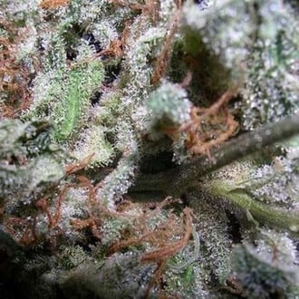 Collection Pack Indica Champions (Paradise Seeds) feminizada