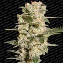 Belladonna (Paradise Seeds) feminizada