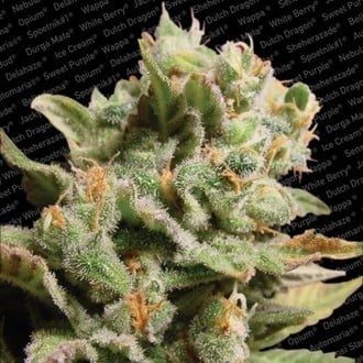 Dutch Dragon (Paradise Seeds) feminizada