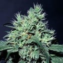 Dutch Dragon (Paradise Seeds) feminizada