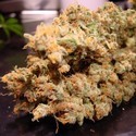 Dutch Dragon (Paradise Seeds) feminizada