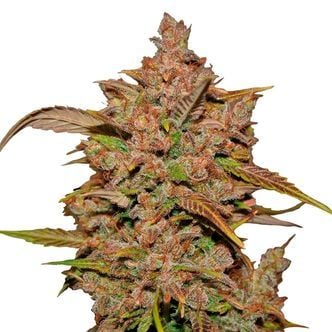 Crystal Meth Auto (FastBuds) feminizada