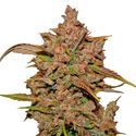 Crystal Meth Auto (FastBuds) feminizada