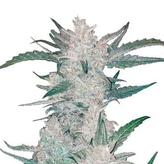 Mexican Airlines Auto (FastBuds) feminizada