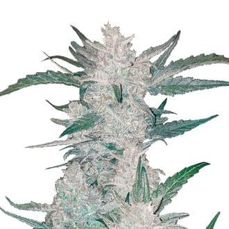 Mexican Airlines Auto (FastBuds) feminizada