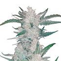 Mexican Airlines Auto (FastBuds) feminizada
