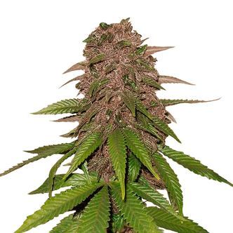 C4 Auto (FastBuds) feminizada