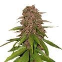 C4 Auto (FastBuds) feminizada