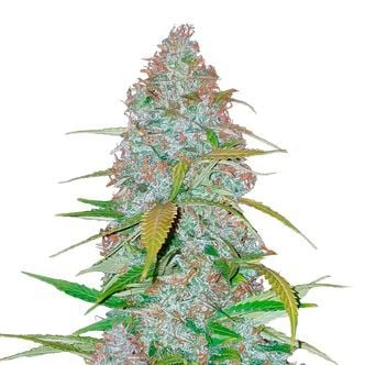 Californian Snow Auto (FastBuds) feminizada