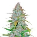 Californian Snow Auto (FastBuds) feminizada