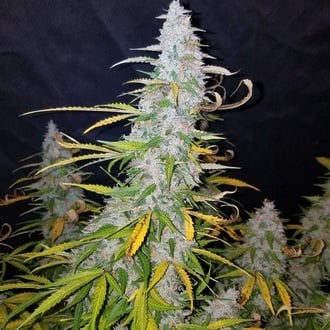 Californian Snow Auto (FastBuds) feminizada
