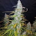 Californian Snow Auto (FastBuds) feminizada