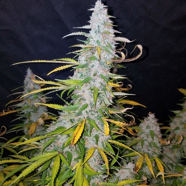 Californian Snow Auto (FastBuds) feminizada