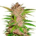 FastBerry Auto (FastBuds) feminizada