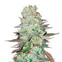 G14 Auto (FastBuds) feminizada