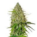 Grapefruit Auto (FastBuds) feminizada