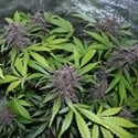 LSD-25 Auto (FastBuds) feminizada