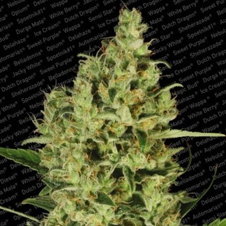 Delahaze (Paradise Seeds) feminizada