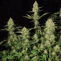 Delahaze (Paradise Seeds) feminizada