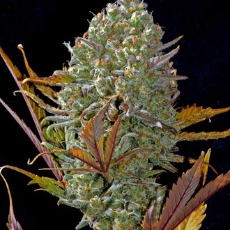 Pineapple Express Auto (FastBuds) feminizada