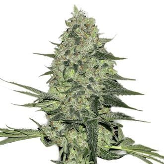 Rhino Ryder Auto (FastBuds) feminizada