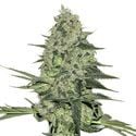 Rhino Ryder Auto (FastBuds) feminizada