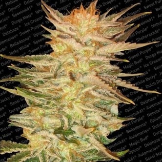 Ice Cream (Paradise Seeds) feminizada