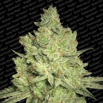 Jacky White (Paradise Seeds) feminizada