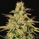 Jacky White (Paradise Seeds) feminizada