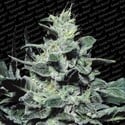 Nebula (Paradise Seeds) feminized