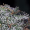 Nebula (Paradise Seeds) feminized