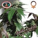 Buddha Kush OG (Big Buddha Seeds) feminizada