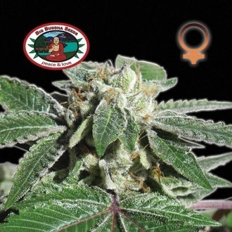 Buddha Kush OG (Big Buddha Seeds) feminizada