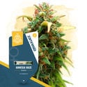 Amnesia Haze (Zamnesia Seeds) feminizada