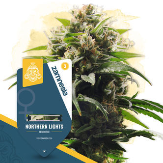 Northern Lights (Zamnesia Seeds) feminizada