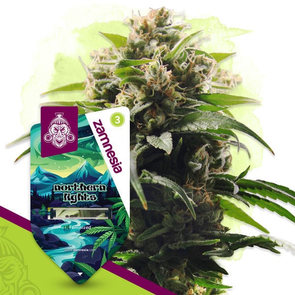 Northern Lights (Zamnesia Seeds) feminizada