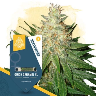 Quick Caramel XL (Zamnesia Seeds) feminizada