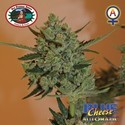 Blue Cheese Autofloreciente (Big Buddha Seeds) femninizada